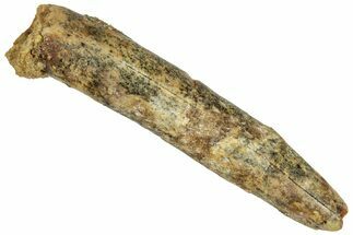 Fossil Sauropod Dinosaur (Rebbachisaurus) Tooth - Morocco #329051