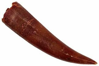 Fossil Fish Fang (Aidachar) - Kem Kem Beds, Morocco #329056