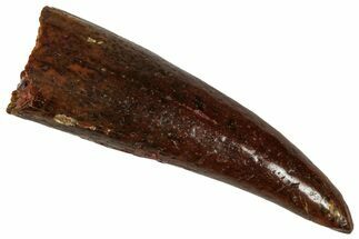 Fossil Fish Fang (Aidachar) - Kem Kem Beds, Morocco #329064
