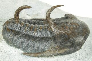 Rare Cambrian Kingaspidoides Trilobite - Tizi Ntfrkhin, Morocco #329066