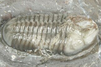 Colorful Phacopid (Struveaspis) Trilobite - Jorf, Morocco #329074