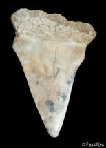 Inch Summerville Fossil Mako Shark Tooth #2836