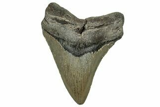 Fossil Megalodon Tooth - North Carolina #328827
