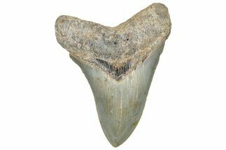 Serrated, Fossil Megalodon Tooth - North Carolina #328837