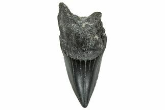 Rare, Fossil Shark (Parotodus) Tooth - South Carolina #329076