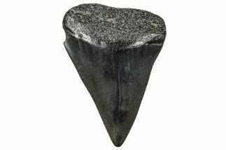 Fossil Broad-Toothed Mako Tooth - South Carolina #329090