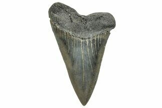 Large, Fossil Broad-Toothed Mako Tooth - South Carolina #329105