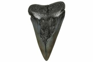 Huge, Fossil Broad-Toothed Mako Tooth - South Carolina #329109