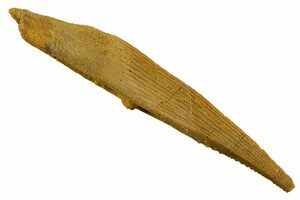 Partial Gar Fish (Obaichthys) - Kem Kem Beds, Morocco