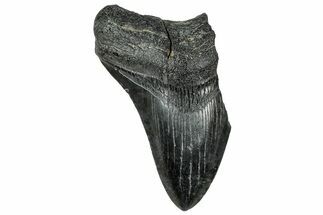 Partial, Fossil Megalodon Tooth - South Carolina #327726