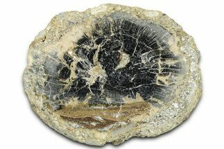 Polished Petrified Wood Limb Round - Indonesia #329218