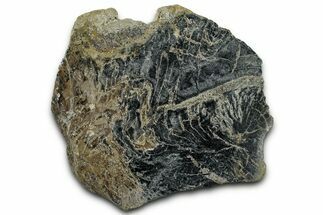 Polished Petrified Wood Limb End-Cut - Indonesia #329300
