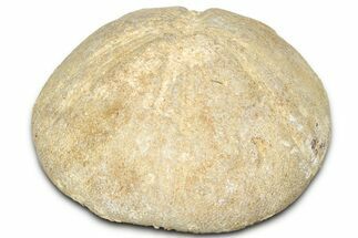 Jurassic Sea Urchin (Clypeus) Fossil - England #325939