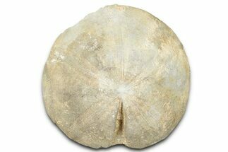 Jurassic Sea Urchin (Clypeus) Fossil - England #325946