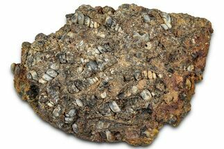 Fossil Freshwater Snails (Elimia) In Limestone - Wyoming #327021