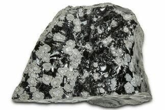 Snowflake Obsidian Section - Utah #327121