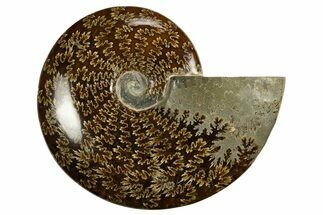 Polished, Agatized Ammonite (Cleoniceras) - Madagascar #327694
