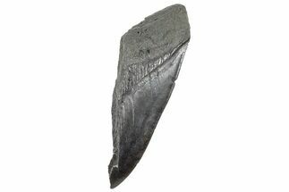 Partial Fossil Megalodon Tooth - South Carolina #320708