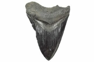 Fossil Megalodon Tooth - South Carolina #325718