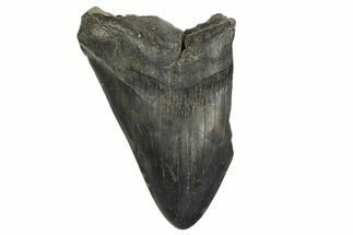 Partial, Fossil Megalodon Tooth - Serrated Edge #327711