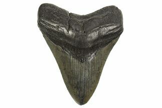 Fossil Megalodon Tooth - South Carolina #321160