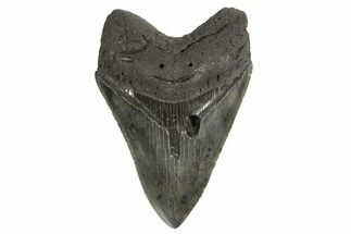 Serrated, Fossil Megalodon Tooth - South Carolina #321222