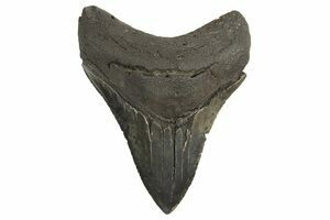 Megalodon Teeth For Sale - FossilEra.com