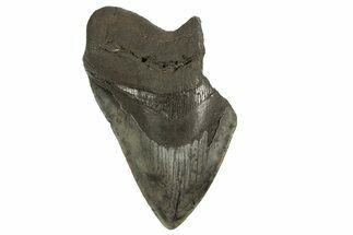 Partial Fossil Megalodon Tooth - South Carolina #321282