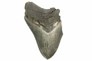 Partial Megalodon Tooth - Serrated Blade #321284