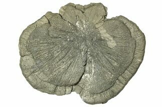 Pyrite Sun - Sparta, Illinois #315971