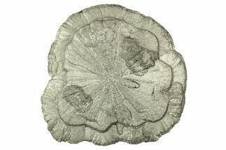 Pyrite Sun - Sparta, Illinois #315990
