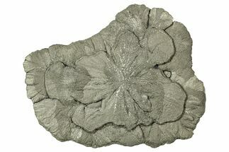 Pyrite Sun - Sparta, Illinois #316012