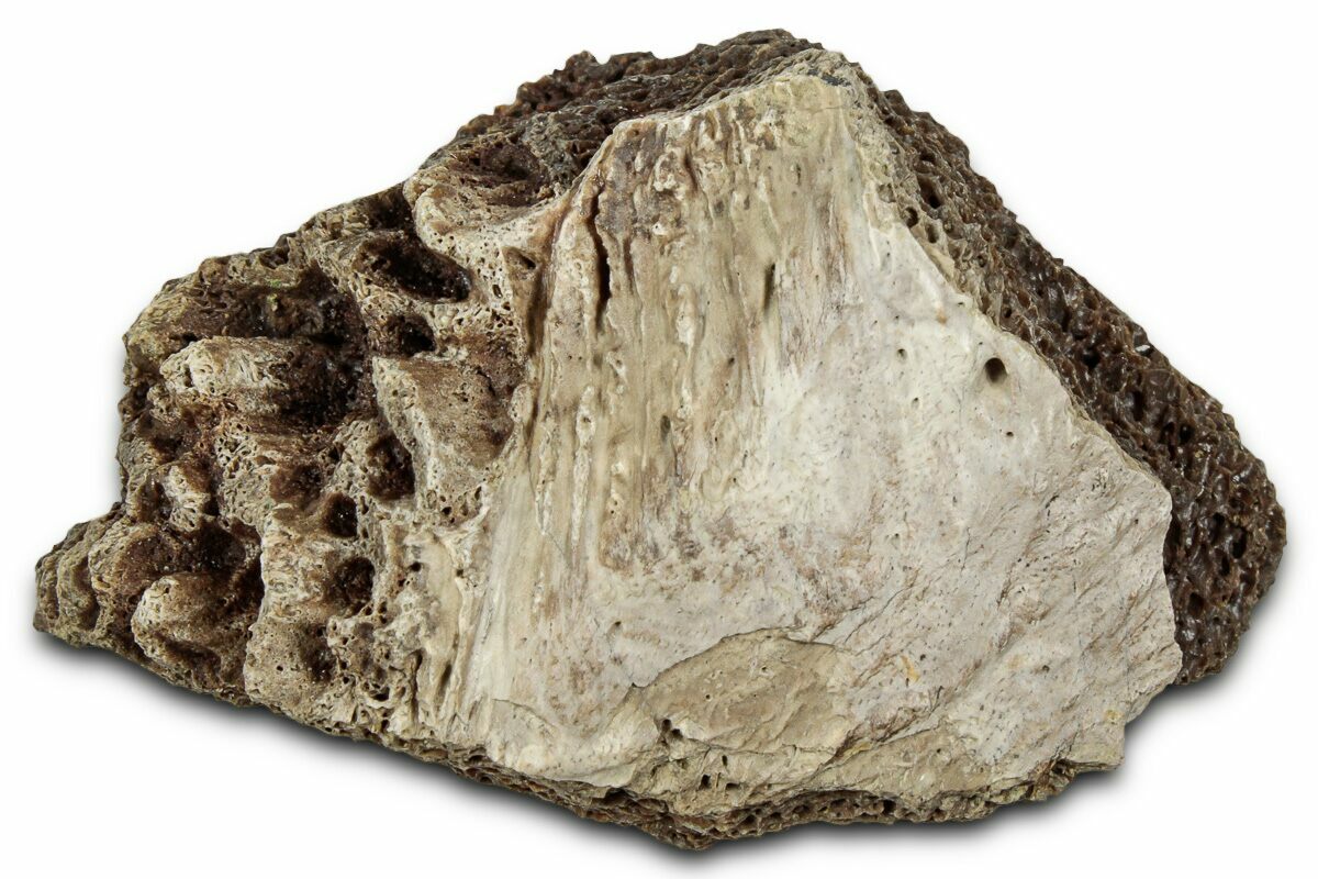 Rex Bone 2.1