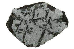 Canyon Diablo Meteorites For Sale - FossilEra.com