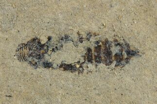Detailed Fossil Leafhopper (Homoptera) - France #267678