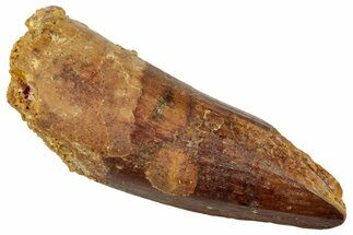 Fossil Spinosaurus Tooth - Real Dinosaur Tooth #329508