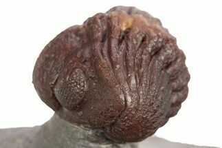 Enrolled Red Morocops Trilobite - Hmar Laghdad, Morocco #329736