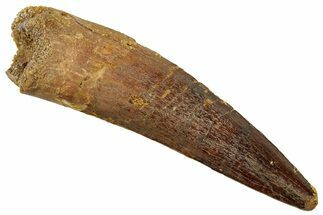 Fossil Spinosaurus Tooth - Real Dinosaur Tooth #329571