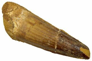 Fossil Spinosaurus Tooth - Real Dinosaur Tooth #329598