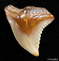 Fossil Hemipristis Shark Tooth - Western Sahara Desert #2858