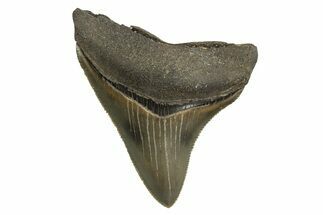 Serrated, Juvenile Megalodon Tooth - Georgia #329830