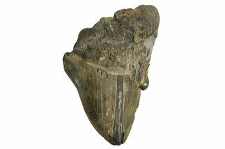 Partial Fossil Megalodon Tooth - Pathological Blade #329842