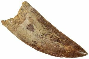 Carcharodontosaurus Teeth For Sale - FossilEra.com