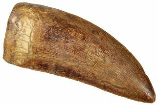 Serrated Carcharodontosaurus Tooth - Robust Dinosaur Tooth #330000