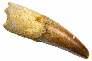 Fossil Spinosaurus Tooth - Real Dinosaur Tooth #330032
