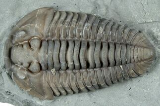 Prone Flexicalymene Trilobite - Mt Orab, Ohio #329794