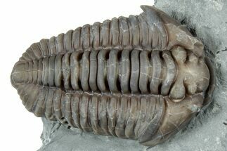 Prone Flexicalymene Trilobite - Mt Orab, Ohio #329804