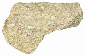 Dinosaur (Triceratops) Frill Shield Section - Montana #330165