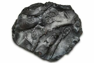 Dragon Scale Stone (Iron, Manganese, Siderite Nodule) #330268