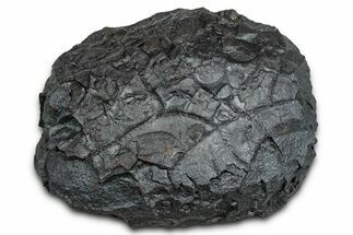 Dragon Scale Stone (Iron, Manganese, Siderite Nodule) #330275